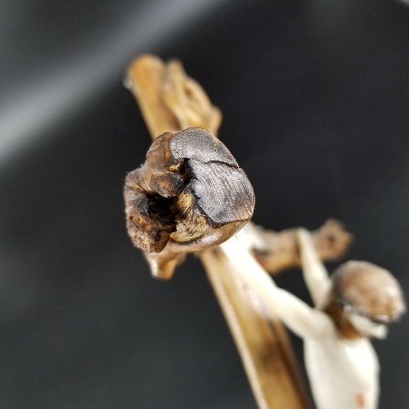 Handmade Wood Wall Cross Crucifix Stick Twig Plastic Jesus God Christ Rustic 15" - Picture 6 of 12